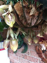 High angle view of fruits growing on plant