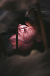 Close-up of pink flower