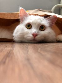 Portrait of cat resting on floor