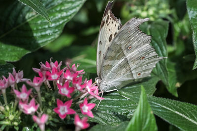 Close-up of butterfly on leaves