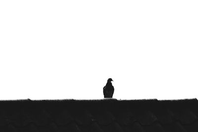 Low angle view of silhouette bird sitting on land