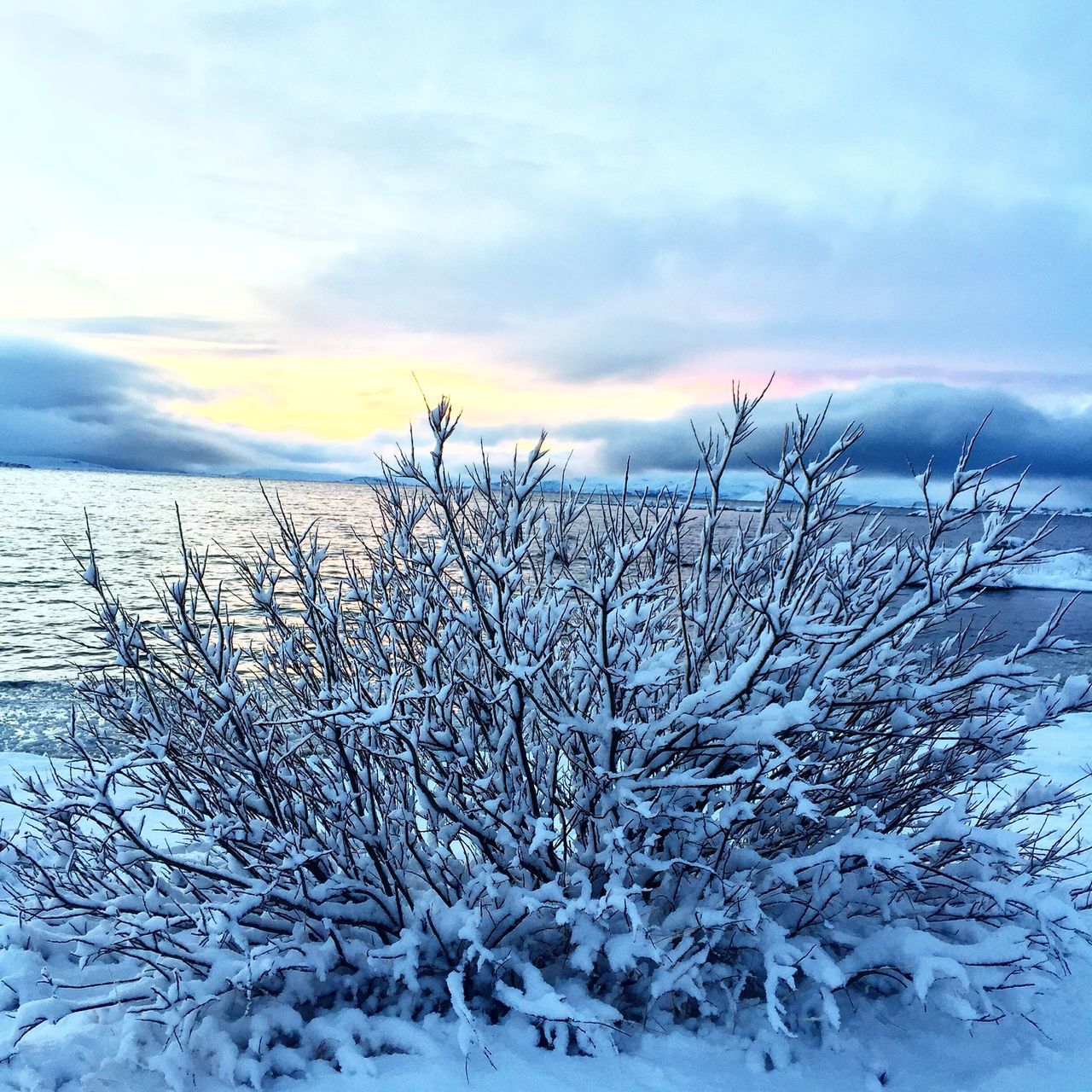 snow, winter, cold temperature, season, weather, tranquility, tranquil scene, landscape, sky, covering, scenics, nature, frozen, beauty in nature, bare tree, cloud - sky, field, snow covered, white color, non-urban scene