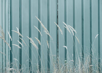 Close-up of crops on field