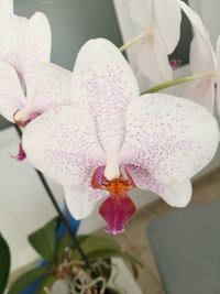 Close-up of pink flowers blooming outdoors