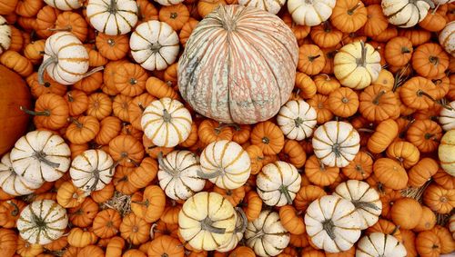 Full frame shot of pumpkins