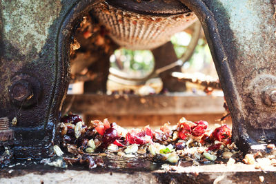 Close-up view of flower