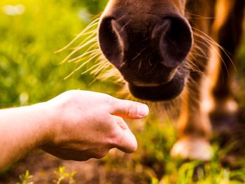Close-up of human hand