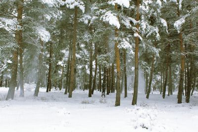 View of trees on snow covered land