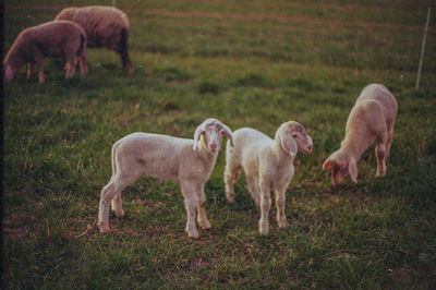 Horses grazing in a field