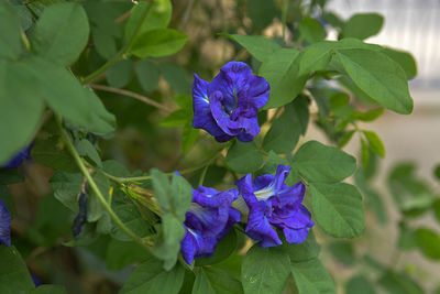 Close-up of purple flowering plant