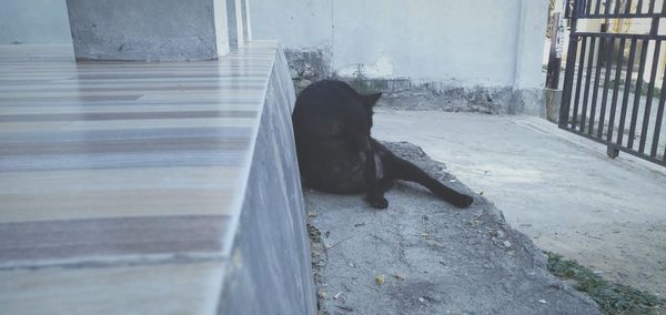 Black dog sitting on a floor