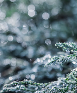 branch