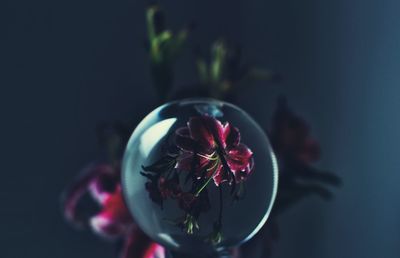 Close-up of flowers against blurred background