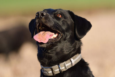 Close-up of black dog