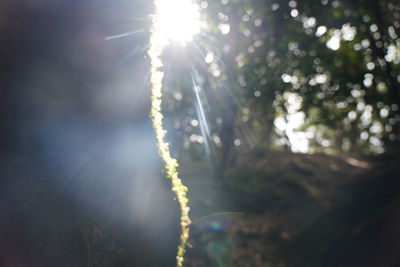 Low angle view of sunlight streaming through trees