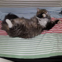 Cat sleeping on bed at home