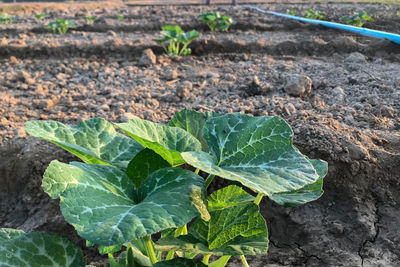 High angle view of leaves growing on field