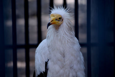 Close-up portrait of eagle in cage