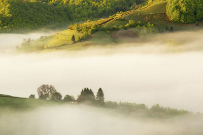 Trees on field during foggy weather