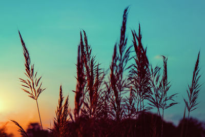 Close-up of wheat growing on field against sky