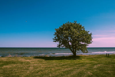 Tree on field by sea against sky