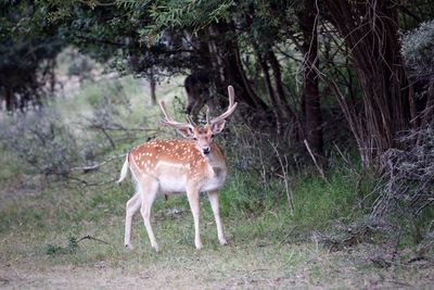 Deer in forest