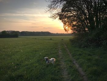 Dog on field against sky during sunset