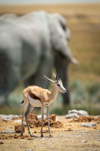 Springbok stands near elephant at rocky waterhole