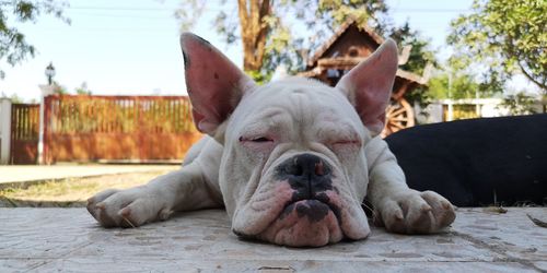 Close-up portrait of dog lying down