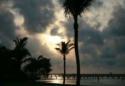 Low angle view of palm trees against cloudy sky