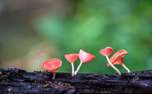 Close-up of red mushrooms growing on wood