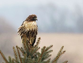 Bird perching on a branch