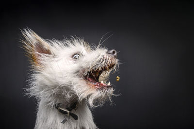 Crazy portrait of a jack russell terrier is catching food flying in the air