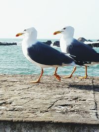 Seagull perching on shore