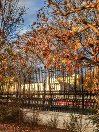 Trees in park