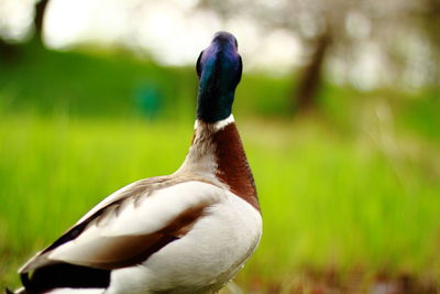 Close-up of bird on grass