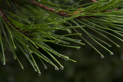 Close-up of raindrops on pine tree