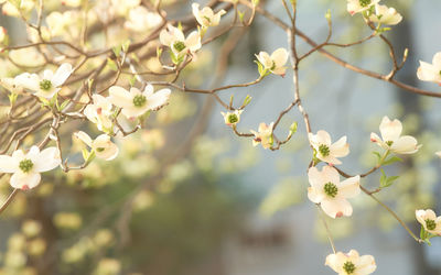 Close-up of white cherry blossoms in spring