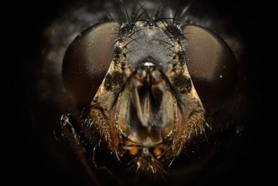 Close-up of fly