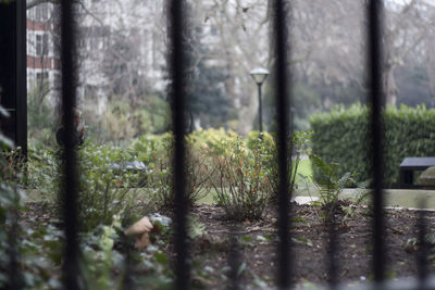 Plants growing in forest