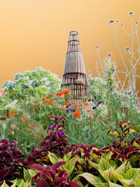 Low angle view of plants