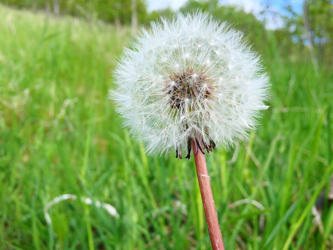 dandelion, flower, fragility, freshness, close-up, growth, focus on foreground, single flower, seed, softness, stem, uncultivated, beauty in nature, springtime, flower head, plant, nature, wildflower, dandelion seed, grass, in bloom, blossom, season, simplicity, day, field, botany, green color, soft focus, focus, outdoors, no people, grassy