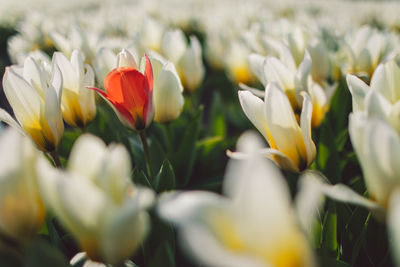 Close-up of white tulips