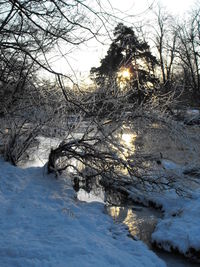 Frozen bare trees on snow covered land against sky