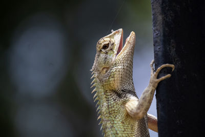 Close-up of lizard on tree