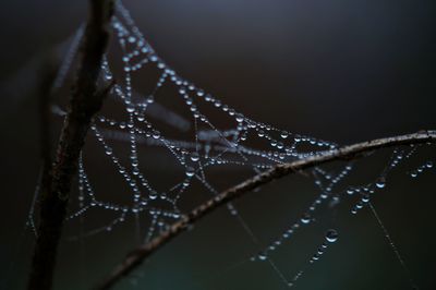 Close-up of water drops on spider web