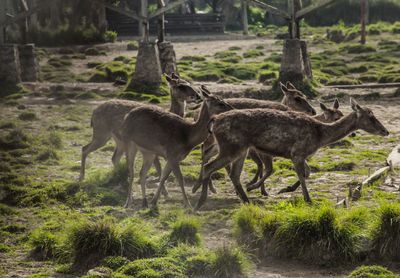 Deer in a forest