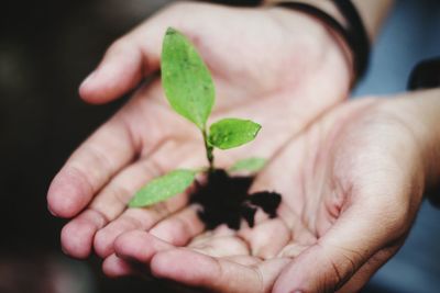 Close-up of cropped hand holding plant