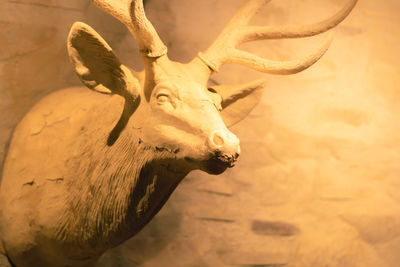 Close-up of animal skull