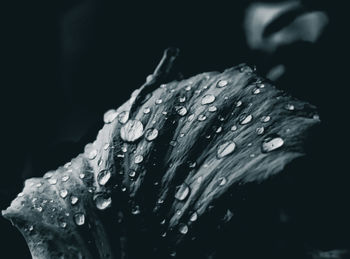 Close-up of water drops on leaf
